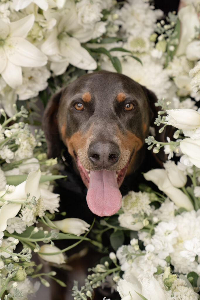 doberman in wedding photos indianapolis, indiana