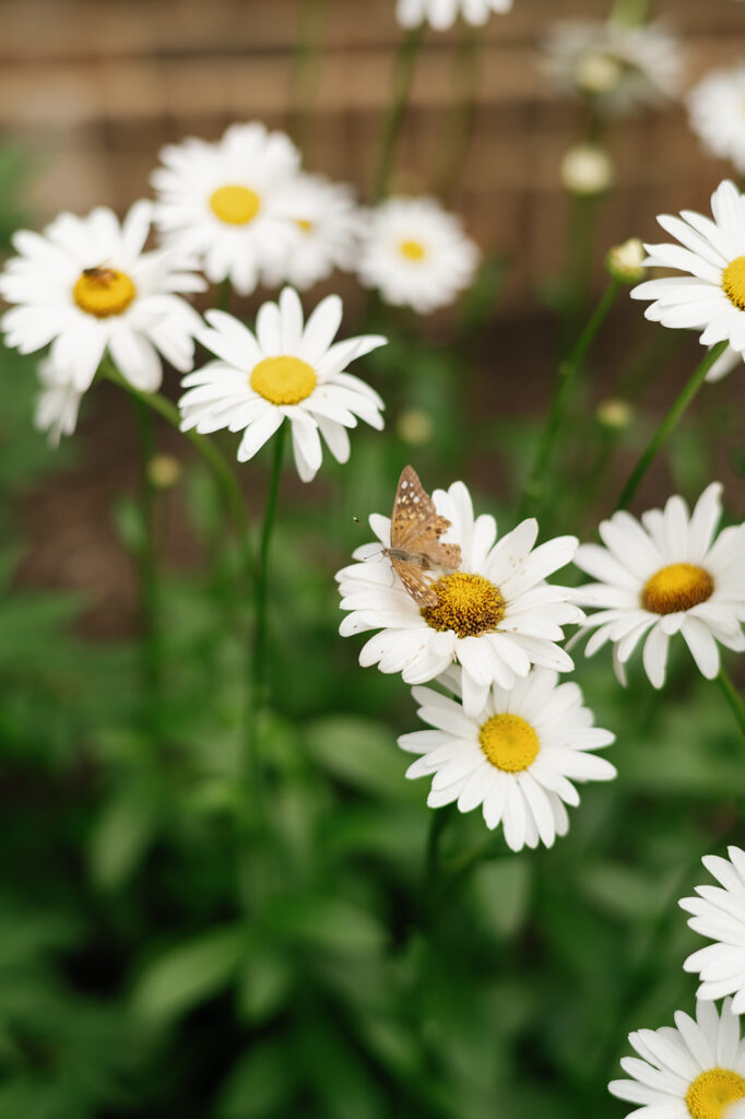 butterfly on daisies