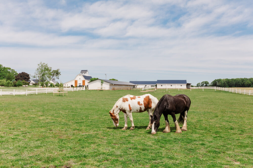 Wedding at White Willow Farms  horses
